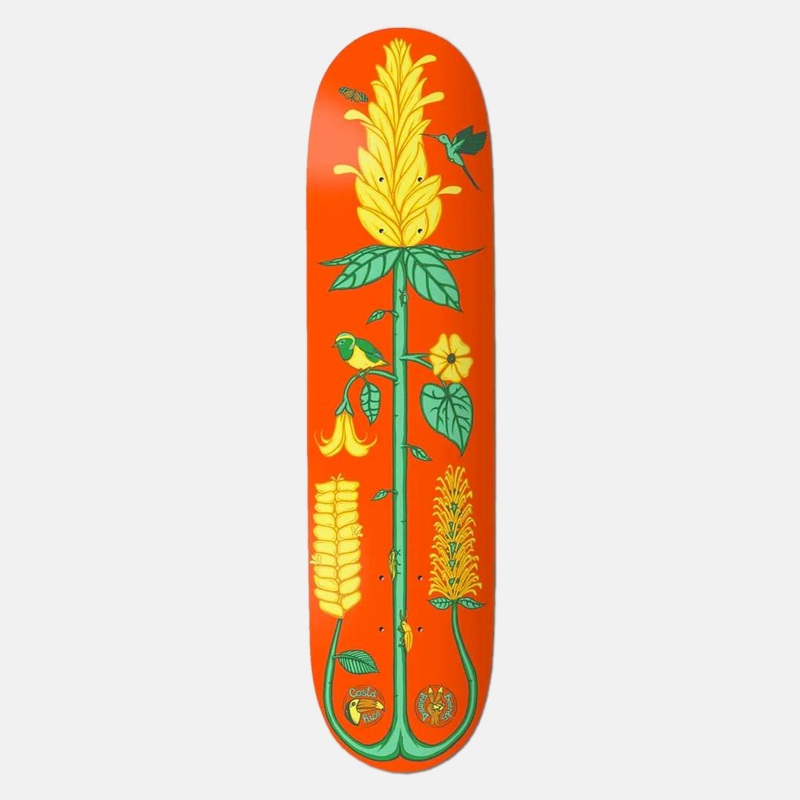 The Drawing Boards – 8.5 Costa Rica The Golden Shrimp Skateboard Deck